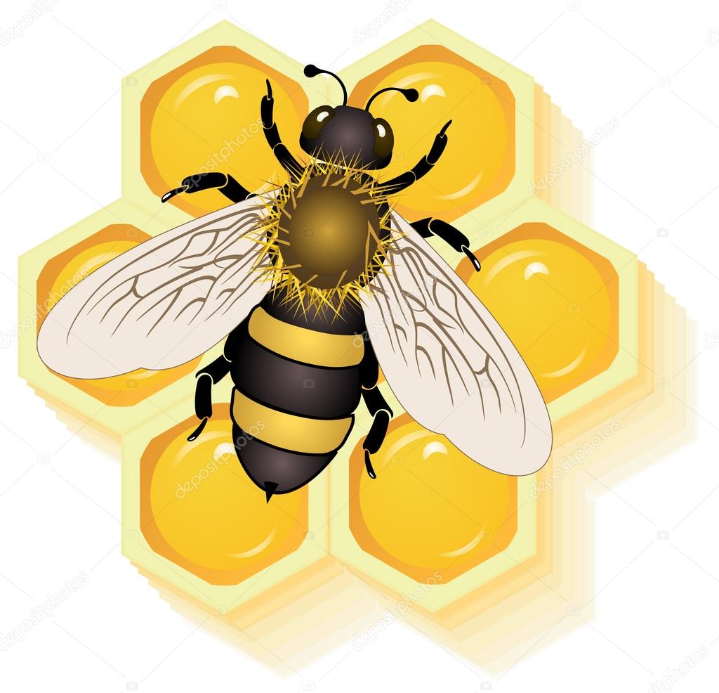 depositphotos_85084738-stock-illustration-working-bee-on-honey-cells